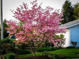 Pink flowering dogwood is a cold hardy deciduous tree with small flowers surrounded by pink bracts on bare branches in spring. Stellar Pink Dogwood Trees For Sale Online The Tree Center