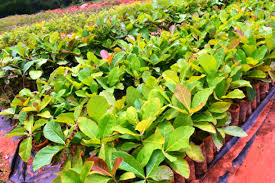 … landscaping trees and shrubs. 3 Most Profitable Plants To Grow