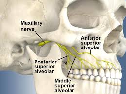 Image result for Periapical Block