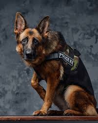 Not just a dog, but a Police K9 hero on duty.” 💪🐕‍🦺