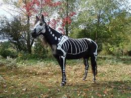 And The 2013 Animal Halloween Costume Winner Is Skeleton Painted Horse Halloween 5 Horse Halloween Costumes Horse Costumes Animal Halloween Costumes