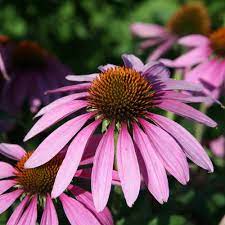 Purpurea Echinacea Plant Coneflower Plants Echinacea Perennial Herbs