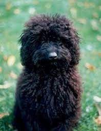 One of the most popular crossbreeds in the world, this. Teddy Bear Haircut Miniature Poodle Google Search Poodle Puppy Poodle Puppy Standard Toy Poodle Haircut