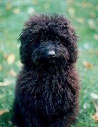 Canined groomed black standard poodle dog central park nyc 31409 10. Teddy Bear Haircut Miniature Poodle Google Search Poodle Puppy Poodle Puppy Standard Toy Poodle Haircut