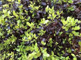Check spelling or type a new query. Tom Thumb Plant Pittosporum Tenuifolium Hedging By Hopes Grove Nurseries