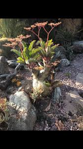 Image result for Cyphostemma subciliatum