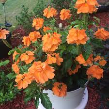 Crossandra can also be found in quite a few other warm colors, but orange is definitely the most prevalent. My Orange Marmalade Flower Crossandra Infundibuliformis Light Sun Type Annual Height 1 To 3 Feet Width 1 2 Feet Wide Flo Plants Colorful Flowers Bloom