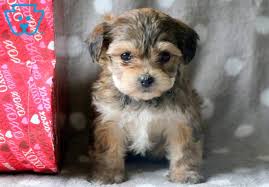 Newborn yorkie puppies for sale in november. Yorkie Poo Puppies