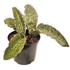 Image result for Hermannia kirkii
