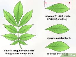 Tips on pruning hickory trees. How To Identify Hickory Trees 13 Steps With Pictures Wikihow