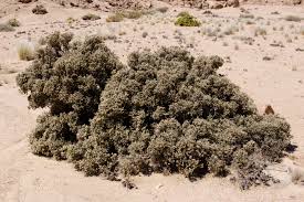 Image result for Arthraerua