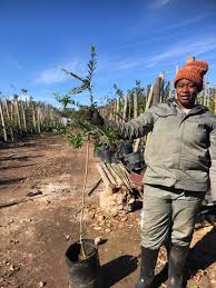 Image result for Schotia afra