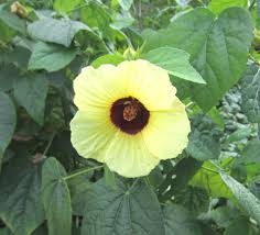 Image result for Hibiscus calyphyllus