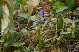 Image result for Monochoria africana