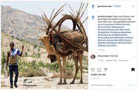 One point perspective in art occurs when all elements lead to one singular point, called the vanishing point. Pack Camels In Photos A Transforming Practice In Somaliland Retraced In Postcards And Instagram Posts Carnets De Terrain