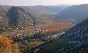 Image result for Wiesneria