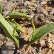 Image result for Ophioglossaceae