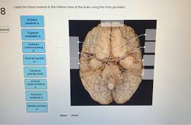 If one of the major vessels becomes blocked, it is possible for blood flow to come across the circle of willis and prevent brain damage. Solved Label The Blood Vessels In The Inferior View Of Th Chegg Com