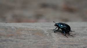 Schwarze käfer gehören zu der familie der insekten und sind mit vielen verschiedenen arten fast überall auf der welt vertreten. Kleiner Schwarzer Kafer In Der Wohnung Wer Ist Es Und Wie Man Kampft