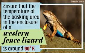 I am not sure so google and search. Information And Tips On Taking Care Of Western Fence Lizards As Pets Pet Ponder