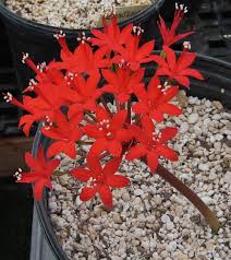 Image result for Brunsvigia