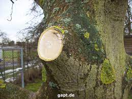 Ansonsten ist abzusehen, dass es ihrem baum nicht gut ergehen wird. Walnussbaum Gefahrdet Hausdach Gartenpflege Tipps