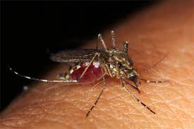 Natural pest control, mosquito control, natural mosquito repellent, gardening hacks, garden pest control, tips and tricks. 1 Mosquito Removal Company Uleta Fl