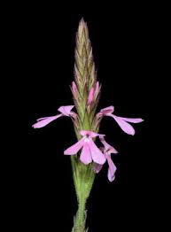 Image result for Striga bilabiata