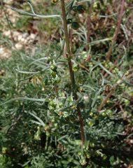 Image result for Pleiotaxis argentea