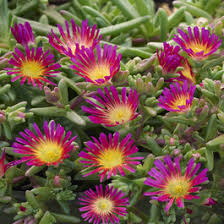 Image result for Delosperma mahonii
