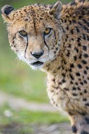 Cheetah Looking Irritated Animals Wild Cats Animal Planet