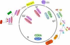 Salt stress inhibits plant growth and development. Cell Cycle Regulation In The Plant Response To Stress Semantic Scholar