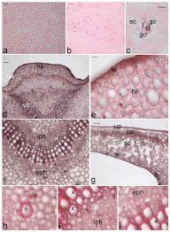 Image result for Tabernaemontana eglandulosa