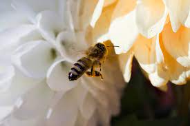Jan 15, 2019 · the amazing honeybee honeybees will usually travel between half a mile to as much as 3.75 miles to scout out plants to forage. How Far Do Bees Travel What You Need To Know About Foraging