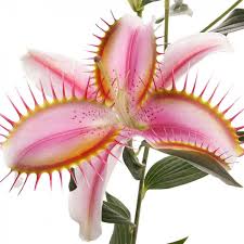 Christensens Flower Auction On Instagram Scientists Create Monster Flower Using Dna From Carnivorous Plants Perennial Flowering Plants Insect Eating Plants