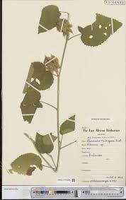 Image result for Panicum heterostachyum