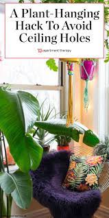 The Renter Friendly Solution For Hanging Plants Without Putting Holes In The Ceiling Hang Plants From Ceiling Hanging Plants Diy Hanging Plants