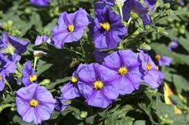 Image result for Lycianthes rantonnetii