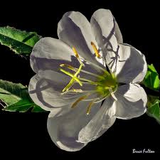 Image result for Onagraceae