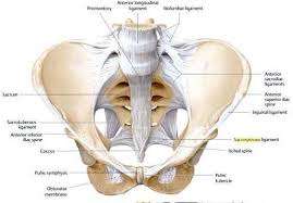 There are many organs that sit in the pelvis, including much of the urinary system, and lots of the male or female reproductive systems. Pelvic Ligaments Ant Burrell Education