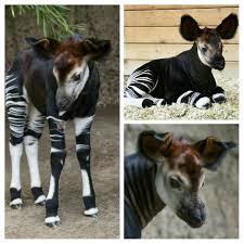 The Okapi S Closest Realative Is The Giraffe Okapis Were Descovered In 1901 Unfortunately They Are Now Endangered Animals Animal Facts Emotional Support Dog