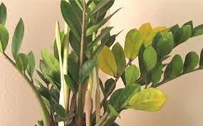 Find Out Why Your Zz Plant Has Yellow Leaves And Fix The Problem This Article Will Help You Get Your Zz Plan Plants Plant Fertilizer Diy Fertilizer For Plants