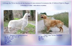 Des Terres Sacrees Elevage Pension Education Home Facebook
