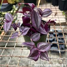 Image result for Tradescantia pallida