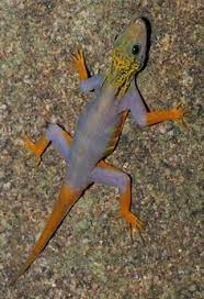 8 Geckos Inc Cresteds Ideas Gecko Reptiles And Amphibians Reptiles