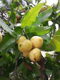 Image result for Melicoccus