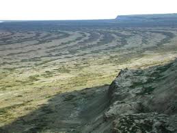 Image result for Zygophyllum leucocladum