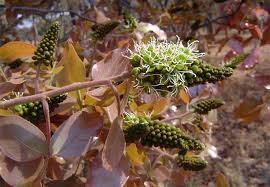 Image result for Brachystegia boehmii