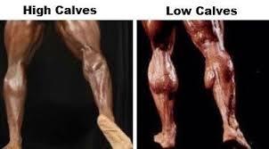 High Calf And Low Calf Stephane Andre