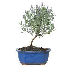 So Into This Design On Fab Mini Lavender Tree Fabforall Bonsai Tree Care Bonsai Tree Bonsai